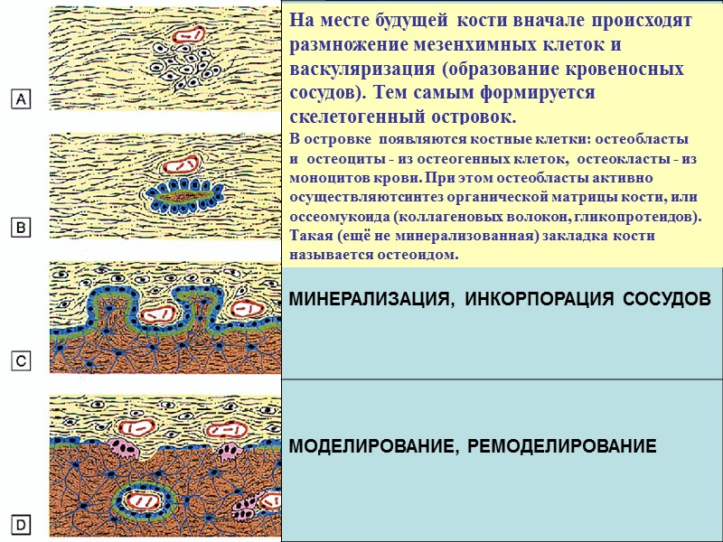 На месте будущей кости вначале происходят размножение мезенхимных клеток и васкуляризация (образование кровеносных сосудов).